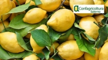 Identificata l’impronta chimica del Limone Costa d’Amalfi IGP