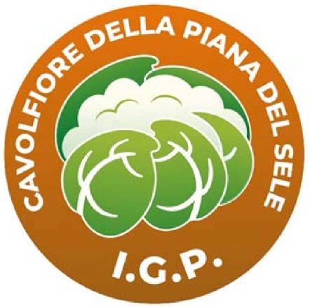 Cavolfiore della Piana del Sele IGP