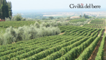 Vino, Bolgheri: priorità a valorizzazione del marchio territoriale e sostenibilità