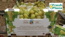 Primo stacco di Uva da Tavola di Canicattì IGP, volumi attesi in calo