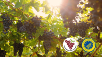 Il Consorzio Vino Toscana referente per tutti i produttori toscani di vini IGP
