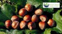 Nocciola Piemonte IGP, a rischio ettari di coltivazione