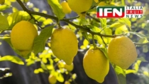 Più valore alla filiera del Limone dell