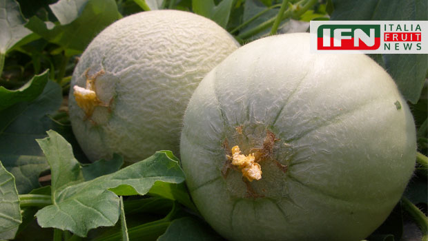 melone