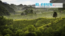 Conegliano Valdobbiadene Prosecco DOP: economia e sostenibilità del vino