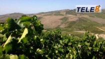 Il Consorzio di Tutela Vini DOC Salaparuta organizza la prima edizione di “Salaparuta Wine Week”