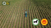 Vendemmia 2025, Maremma Toscana DOP: clima ideale e uva di qualità