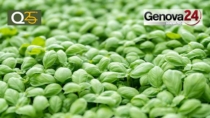 Basilico Genovese DOP: con il progetto Old Basil riprodotte nove sementi originali
