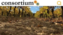 Il microbioma del suolo: il terroir che valorizza e tutela il Vino Nobile di Montepulciano DOP
