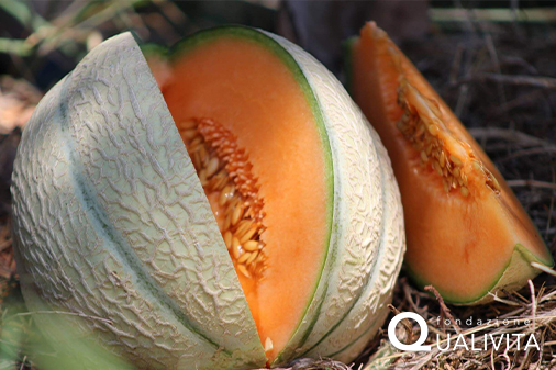 Melon de Cavaillon IGP foto-1