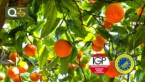TuttoFood e Macfrut: a Milano e Rimini il Consorzio dell’Arancia Rossa di Sicilia IGP