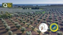 Olio di Calabria IGP: i vincitori della IV Edizione del premio oleario a San Vincenzo La Costa