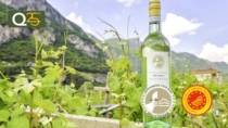 Il Consorzio DOC Delle Venezie al fianco di Re.N.Is.A: promuovere la cultura del vino tra gli studenti