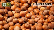 Crolla la produzione di nocciola in Piemonte, allarme degli agricoltori