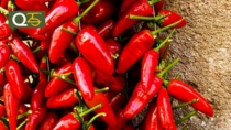 Peperoncino di Calabria: via ufficiale all