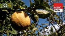 Bergamotto di Reggio Calabria DOP: il Tar ferma l