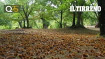 Turismo DOP, un percorso sensoriale per la Castagna del Monte Amiata IGP