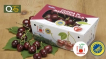 La Ciliegia di Marostica IGP festeggia 25 anni di qualità con una produzione in ripresa