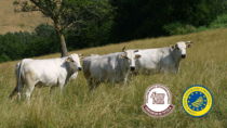 Vitellone Bianco dell’Appennino Centrale IGP a "Senigallia Città Gourmet" 6° edizione
