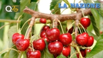 La Ciliegia di Lari IGP: due settimane di feste tra sapori e tradizioni