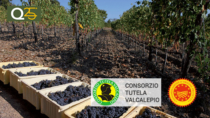 Nuovo Disciplinare del Valcalepio DOP approvato in Gazzetta Ufficiale