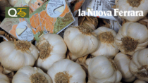 Aglio di Voghiera DOP: produzione stabile, domanda in crescita e nuove sfide per il futuro
