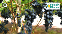 Uva da Tavola di Mazzarrone IGP: fiducia per la campagna 2025