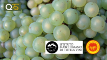 Voto unanime per stoccaggio Verdicchio Castelli di Jesi DOP