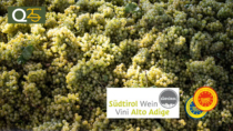 Al via la vendemmia in Alto Adige