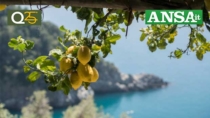Limoneti di Amalfi riconosciuti patrimonio dell