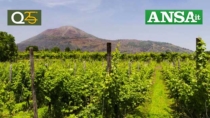 Dazi: Consorzio Vini Vesuvio, a rischio la nostra competitività