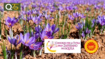 A Navelli la prima giornata di studi sullo Zafferano dell’Aquila DOP