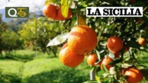 Funerale simbolico per l’agrumicoltura a Ribera: protesta per salvare l’Arancia di Ribera DOP