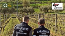 Sequestrati 5mila litri di falso Zibibbo di Pantelleria DOP