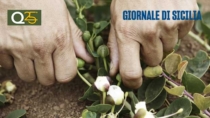A rischio la raccolta del Cappero di Pantelleria IGP, manca manodopera