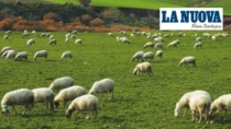 Il sistema DOP e IGP della Sardegna genera 548 milioni e può ancora crescere