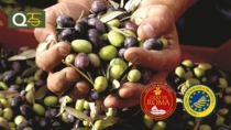Qualità, territorio e ricerca: l’Olio di Roma IGP protagonista della giornata ‘Olio nel Cuore’