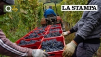 Quel Modello Langhe che prende in carico chi lavora nei vigneti