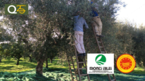 Monti Iblei DOP - Olio EVO festeggia 25 anni di qualità con "Frantoi Aperti"
