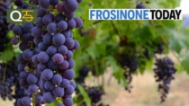 Vino, nasce il Consorzio di Tutela del Cesanese di Olevano Romano