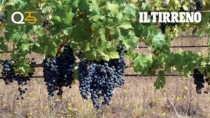 Suvereto DOP: il nuovo disciplinare introduce Syrah e Cabernet Franc