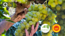 Dialogo tra Consorzi: i Vini del Trentino al Salone della CSR e dell’Innovazione Sociale