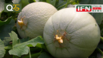 Melone Mantovano IGP, un’annata all’insegna della qualità e della ricerca