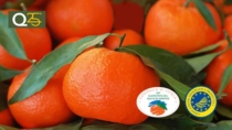 Clementine del Golfo di Taranto IGP nel “Viaggio nelle eccellenze" di ITA Airways