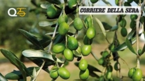 Olio, produzione 2025 giù del 40%. Il prezzo però non aumenta