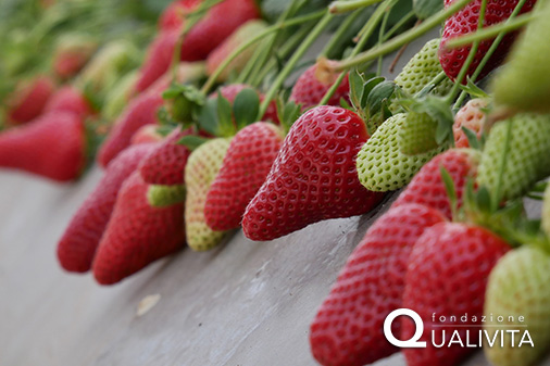 Fragola della Basilicata IGP