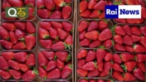La fragola della Basilicata diventa ufficialmente IGP