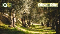 Garda DOP - Olio EVO: "nella nostra DOP cultura e tutela del paesaggio"