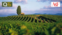 La Francia sta perdendo i suoi vigneti