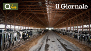 allevamenti bovini
